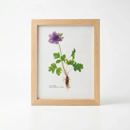 " כלנית " תמונה מקורית במסגרת חדשה